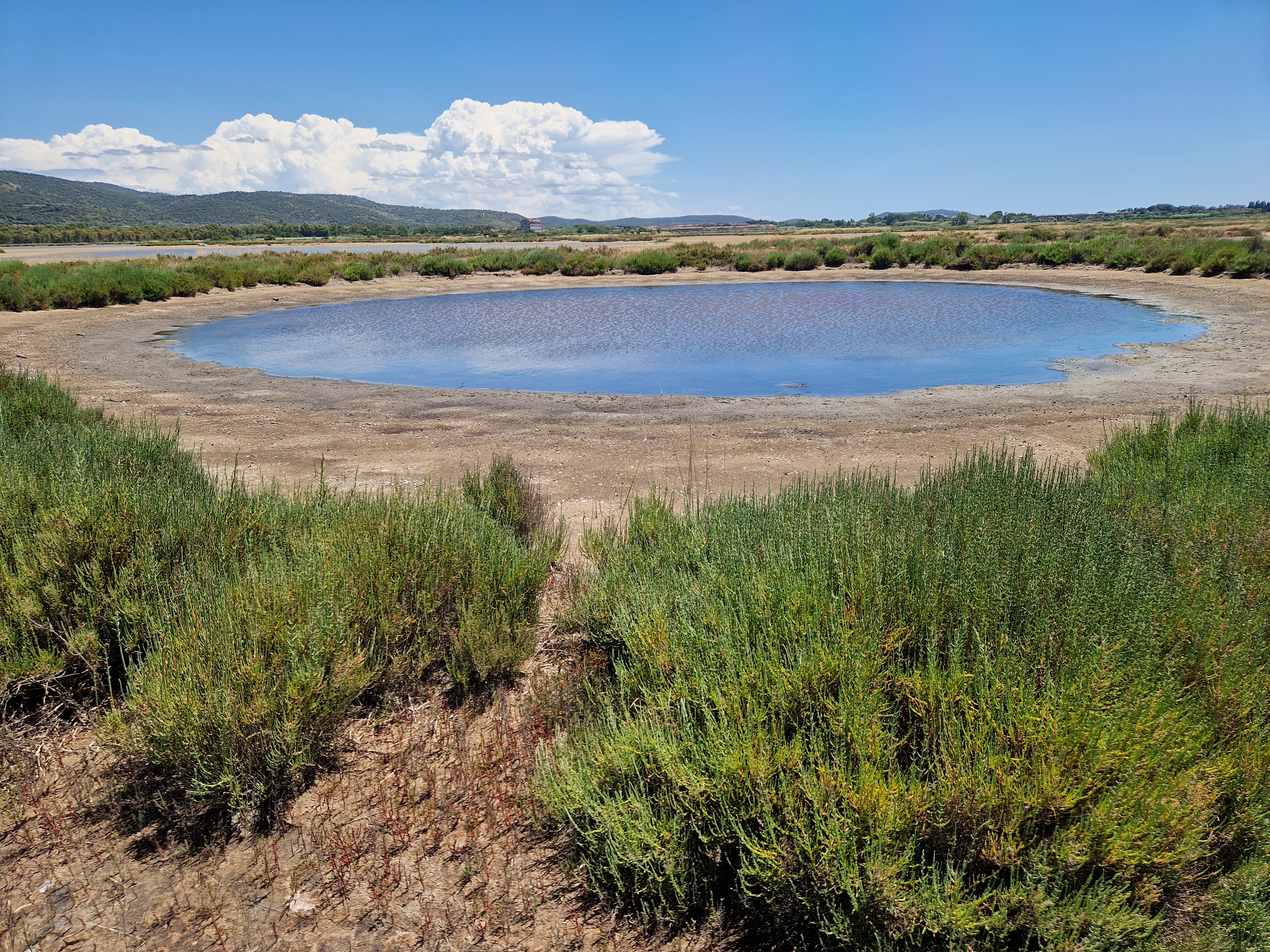 Salicornia plants growing in saline soil