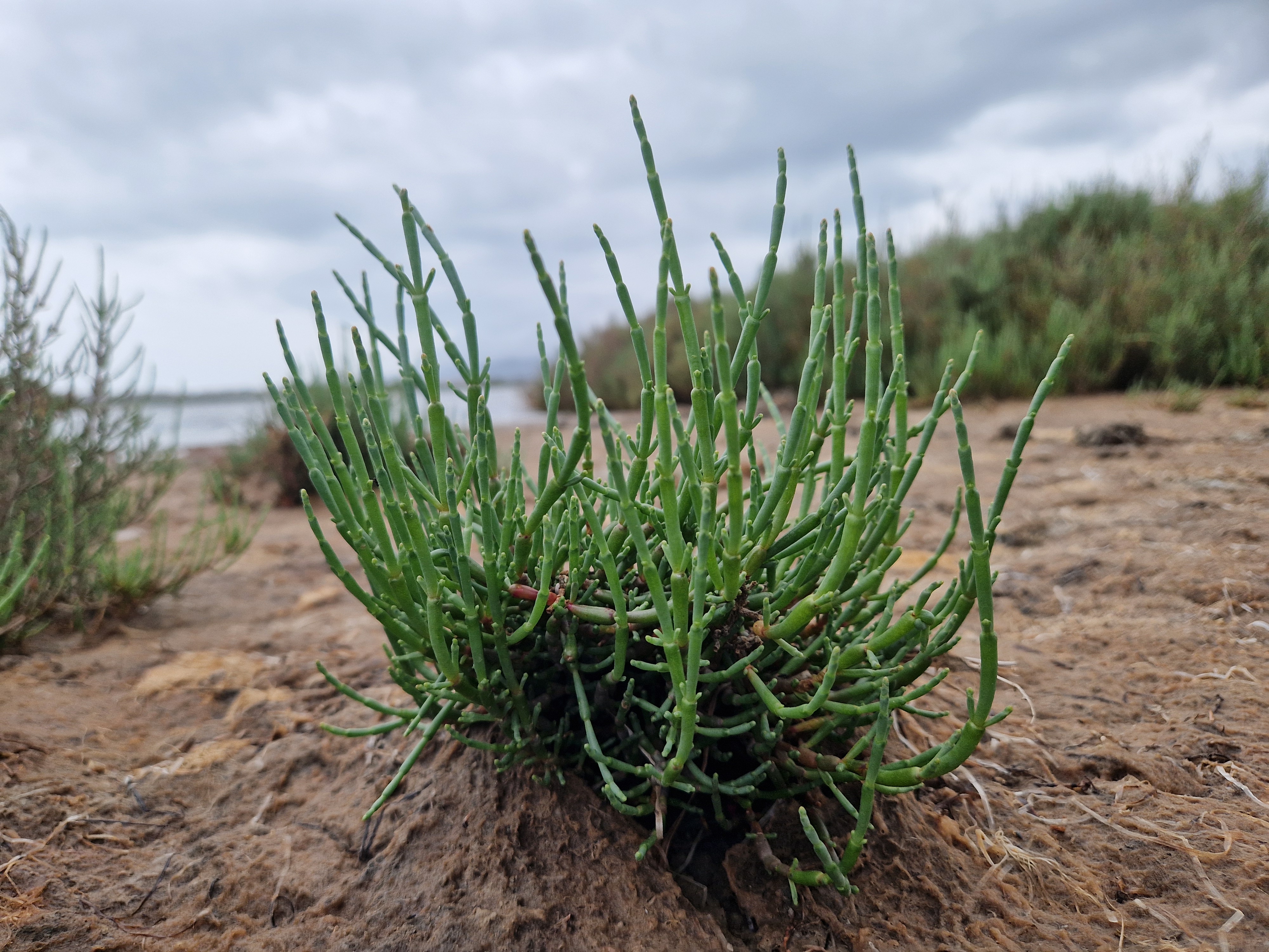 Salicornia plant field